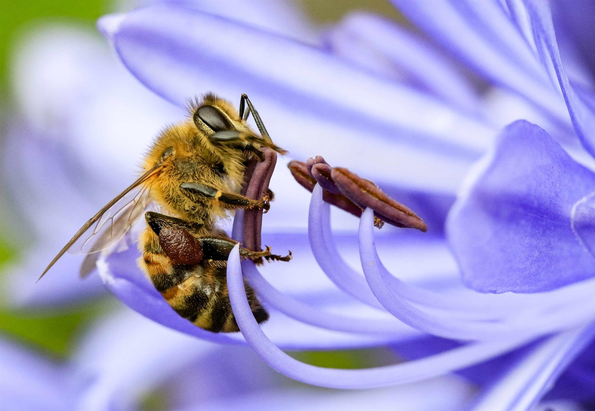 Lo que las abejas les están diciendo a las Américas. Por Yurdi Yasmi (FAO)