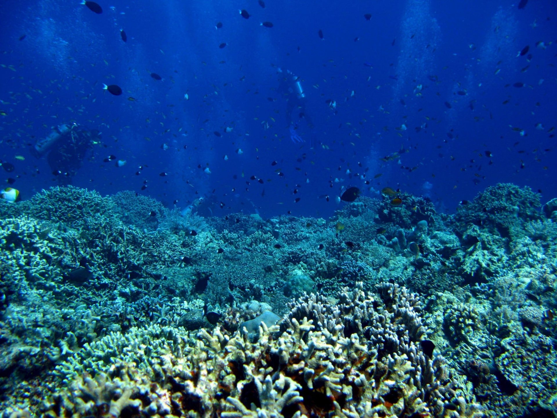 Traktat o Globalnym Oceanie wszedł w życie po 60 ratyfikacjach.