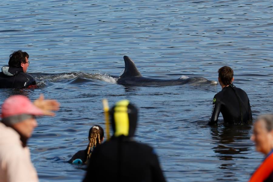 The price of our affection: What happens when lonely dolphins befriend us. By Laetitia Nunny (OceanCare Science Department)