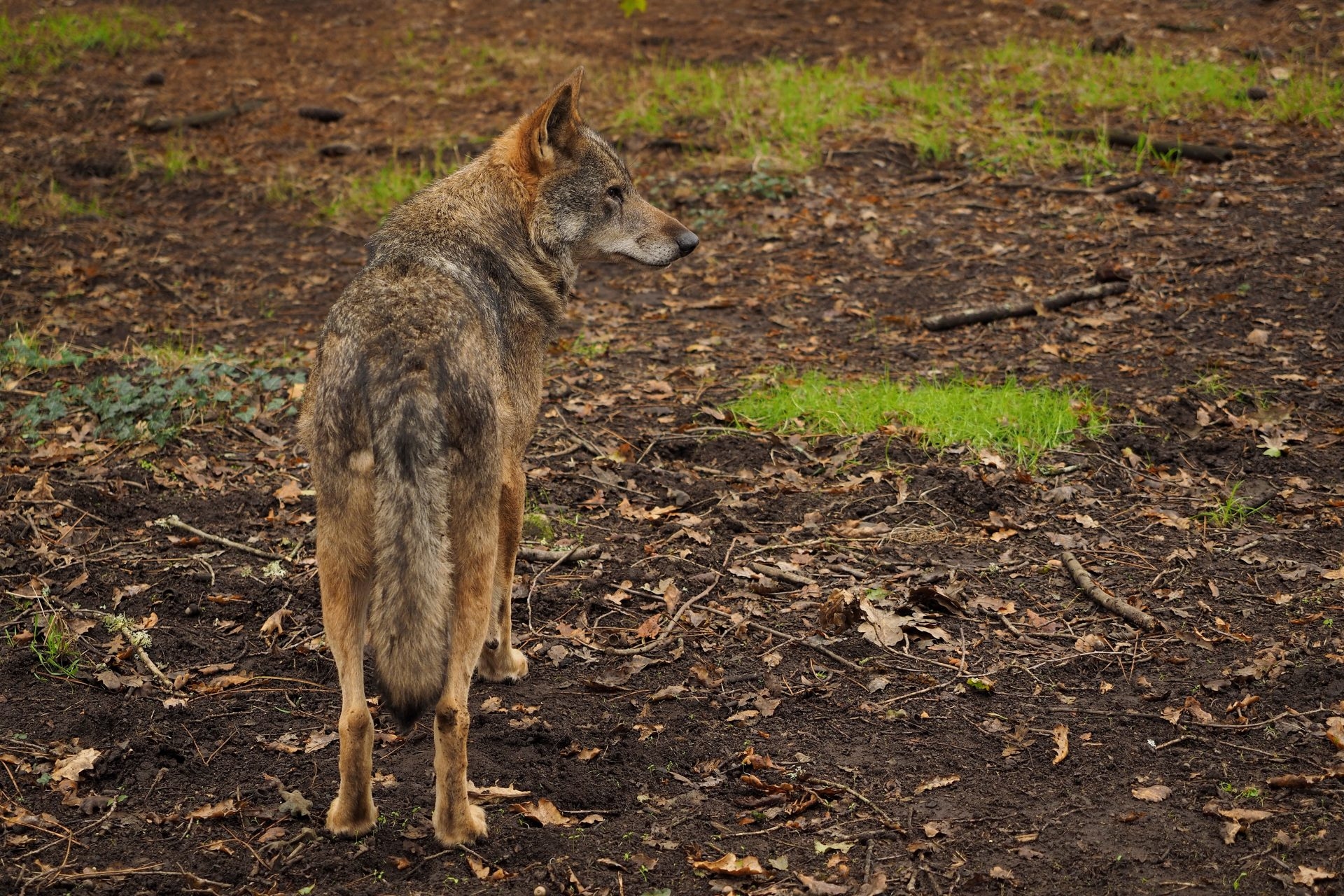 Mehr als 110 Wissenschaftler fordern, die Mindestgrenze für den Wolfsschutz auf 500 Rudel festzulegen.