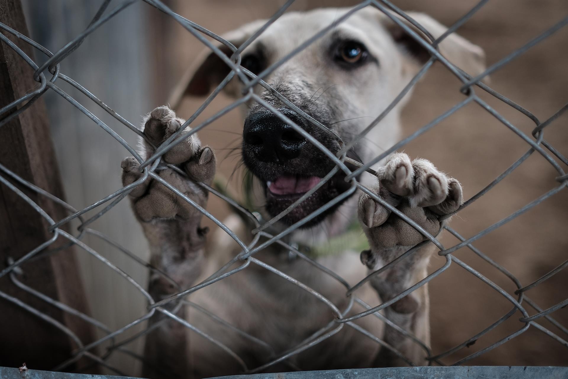 Un tribunale ha sequestrato un laboratorio in India per "estrema crudeltà" nei confronti di scimmie e cani.