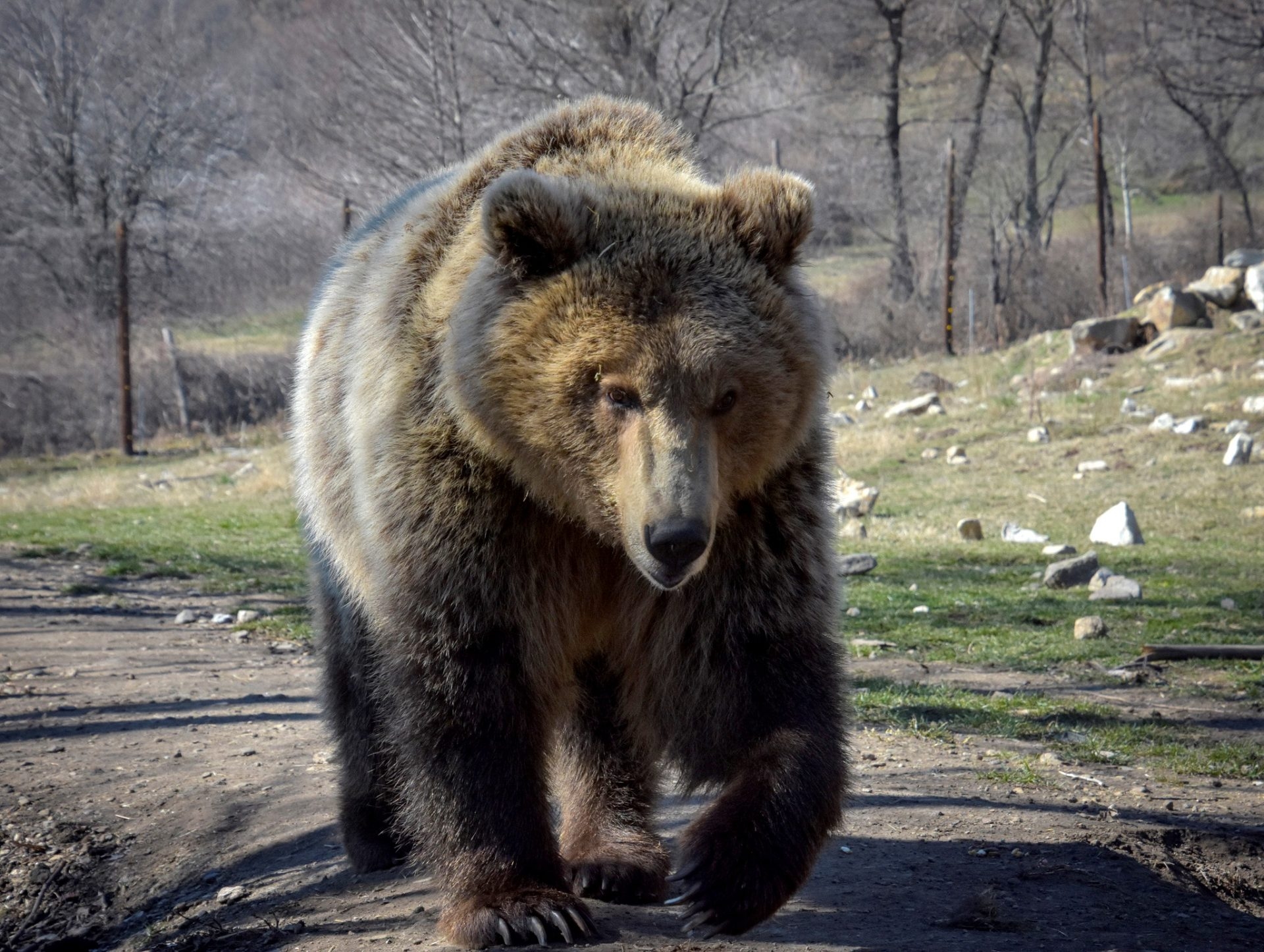 Les Russes ne seront pas autorisés à garder des loups, des ours, des hippopotames ou des renards comme animaux de compagnie chez eux.