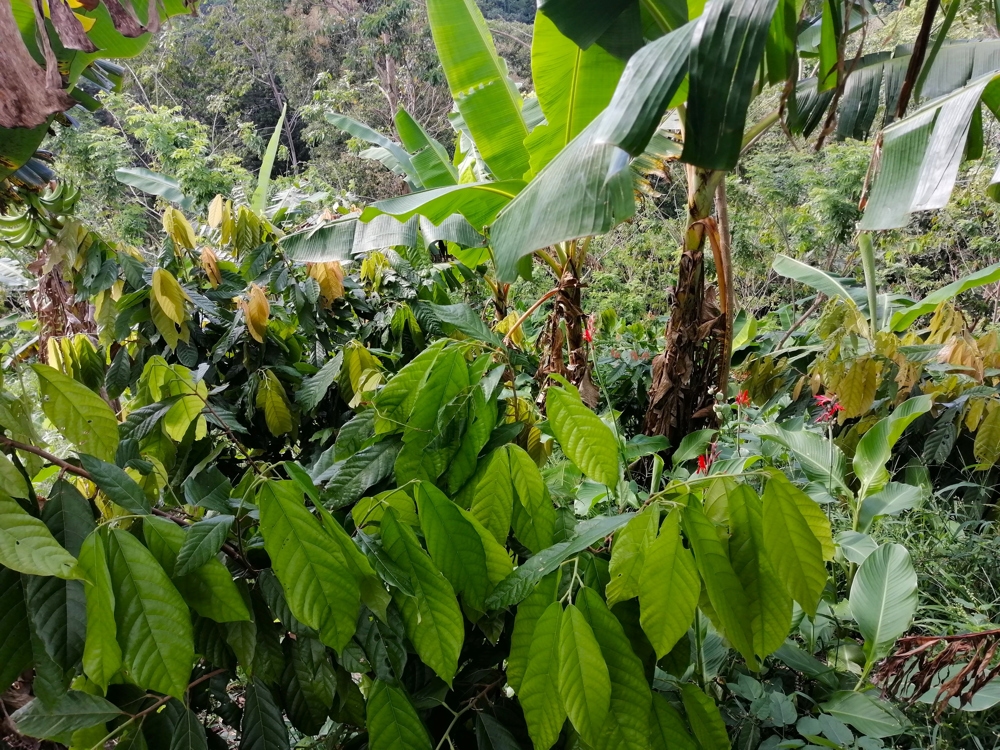 Pesquisadores descobrem fungo contra percevejos do cacau na Amazônia peruana