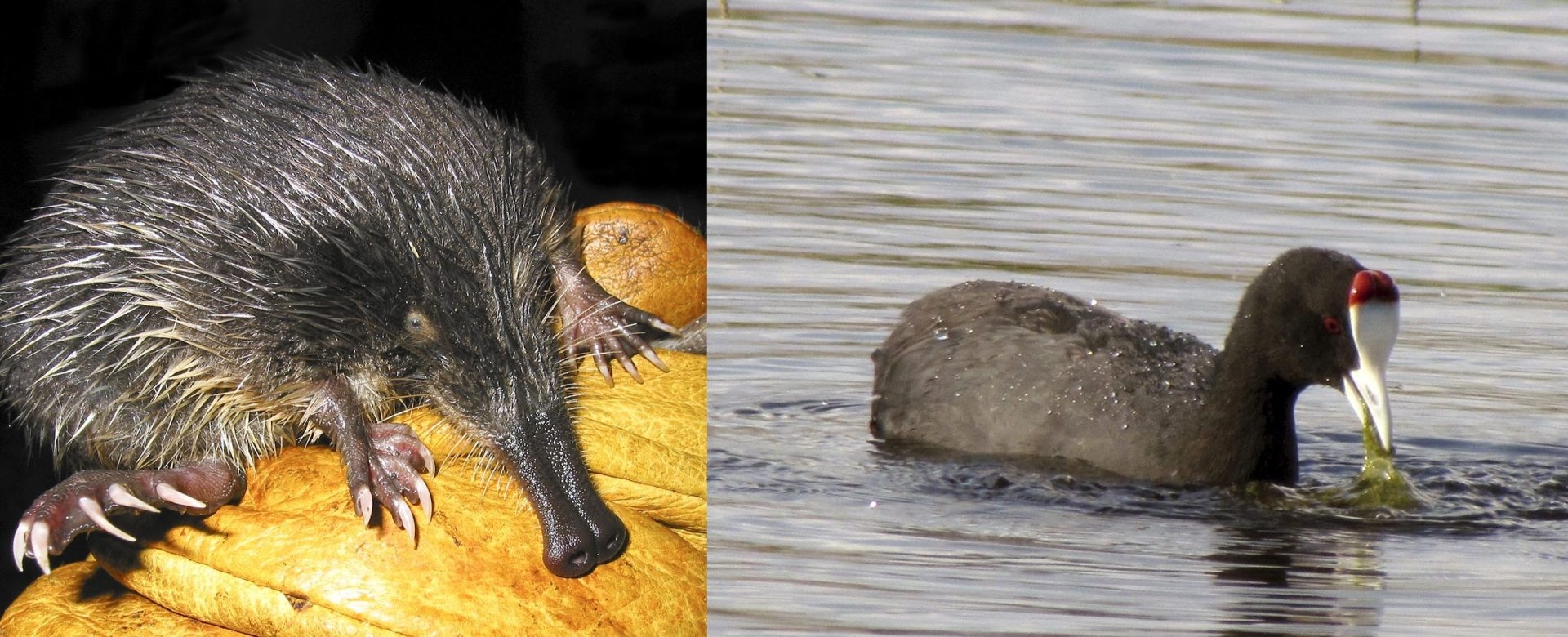 The Iberian desman and the Moorish coot have been declared critically endangered species in Spain.