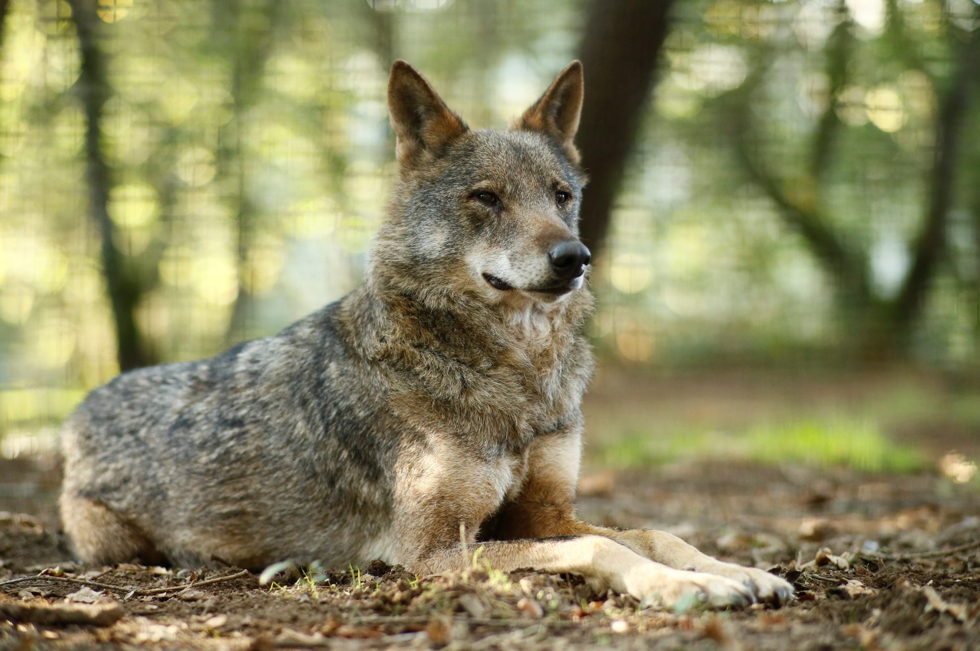 Brüssel mahnt zur Vorsicht, bis der Bericht über den Stand des Wolfsschutzes in Spanien vorliegt.