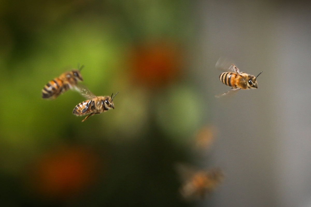 El boliviano que rescata abejas y enseña a convivir con ellas para preservar el planeta