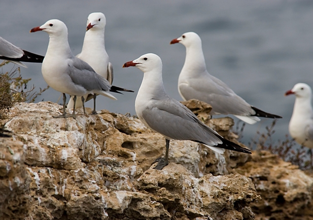 Gaivota de Audouin. Mais um ano estudando nosso tesouro alado. Por Francisco José Pérez Ruiz (Equipe Técnica de Monitoramento de Gaivotas de Audouin)