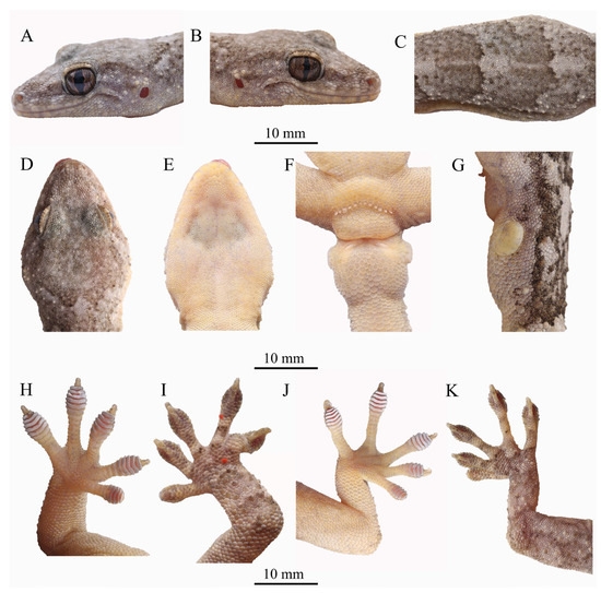 A new species of gecko has been discovered in southern China.