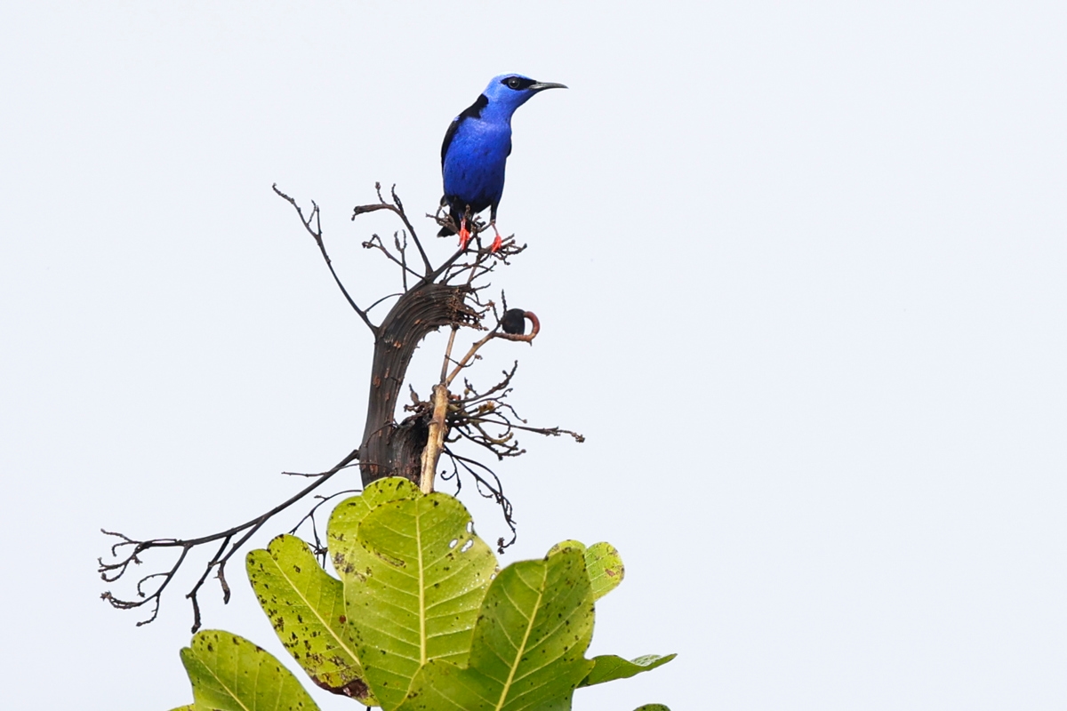 Panama strengthens its regional leadership in birdwatching