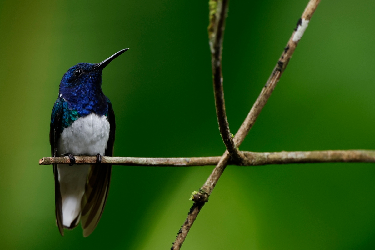 O Panamá sediará o Congresso Mundial da IUCN sobre Áreas Protegidas e Conservadas em 2027.
