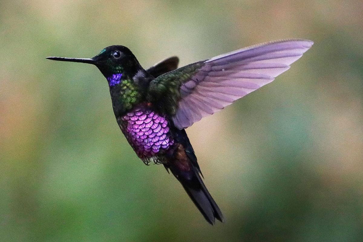 Entre la niebla de Monserrate, decenas de colibríes despiertan a Bogotá