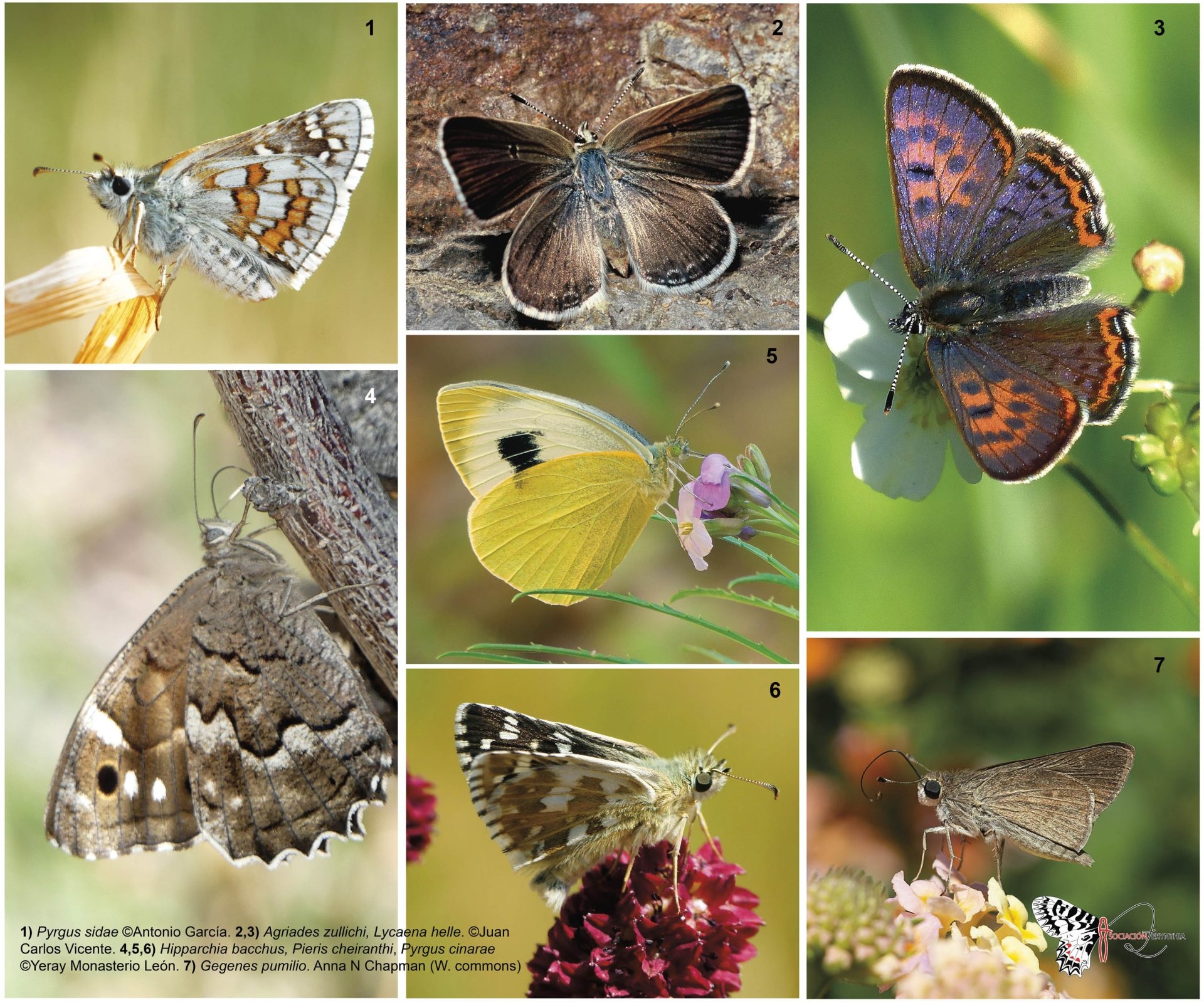 Five species of butterflies are added to the list of threatened species.