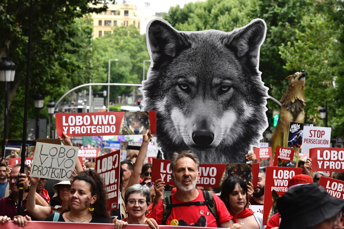 Een demonstratie voor de "levende en beschermde wolf" trekt door het centrum van Madrid.