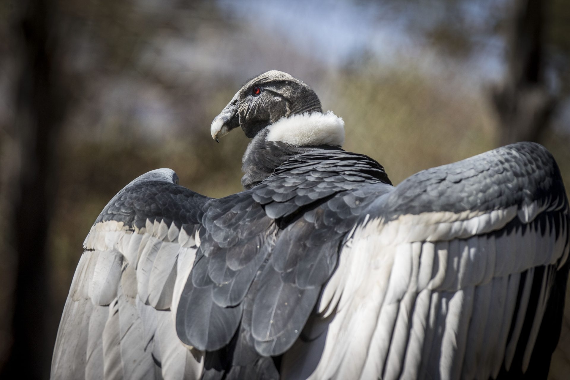 More than 500 species of birds, such as the condor and the albatross, will become extinct in the next century.