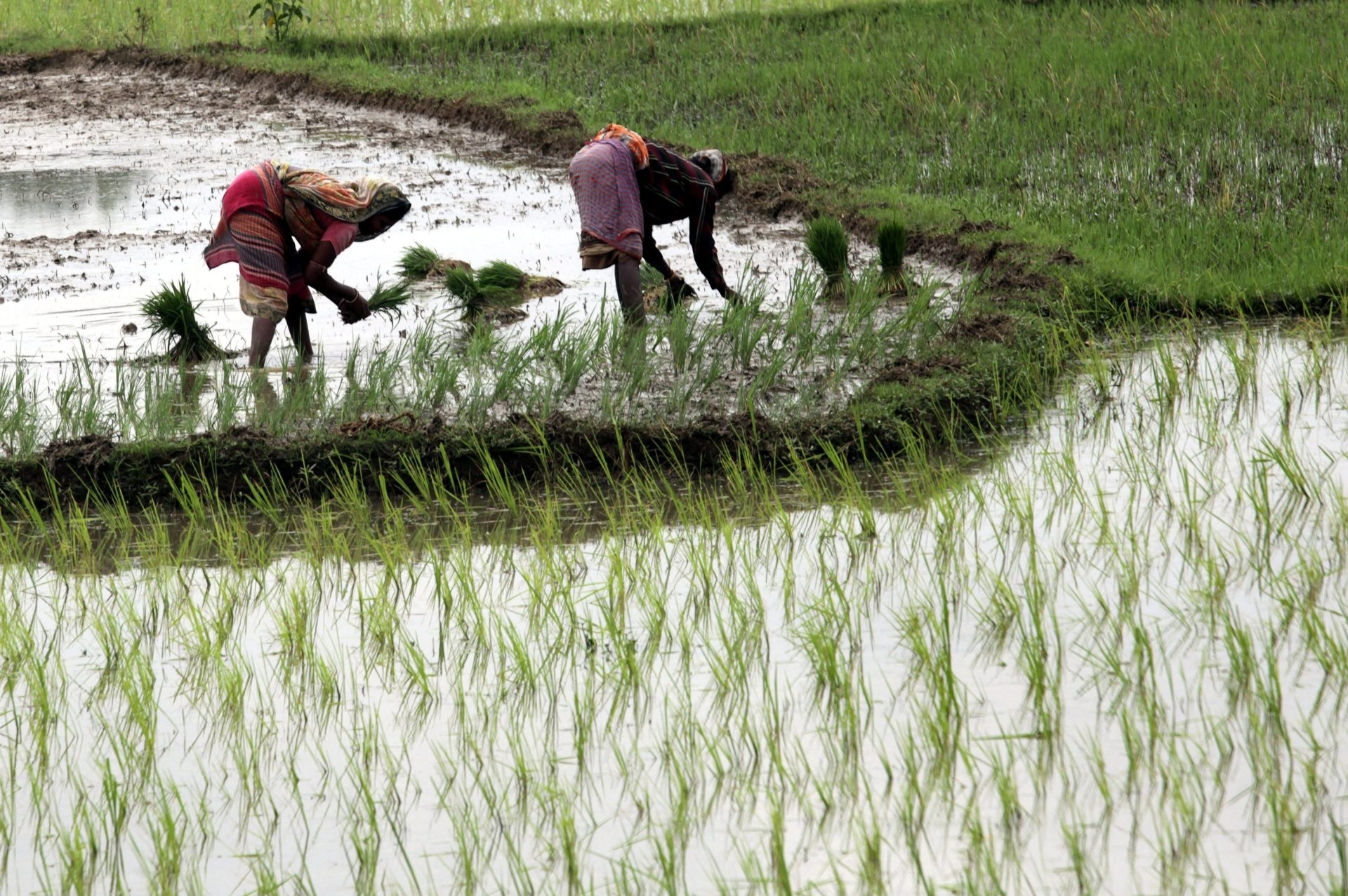 Climate change lowers global crop yields, even with adaptations