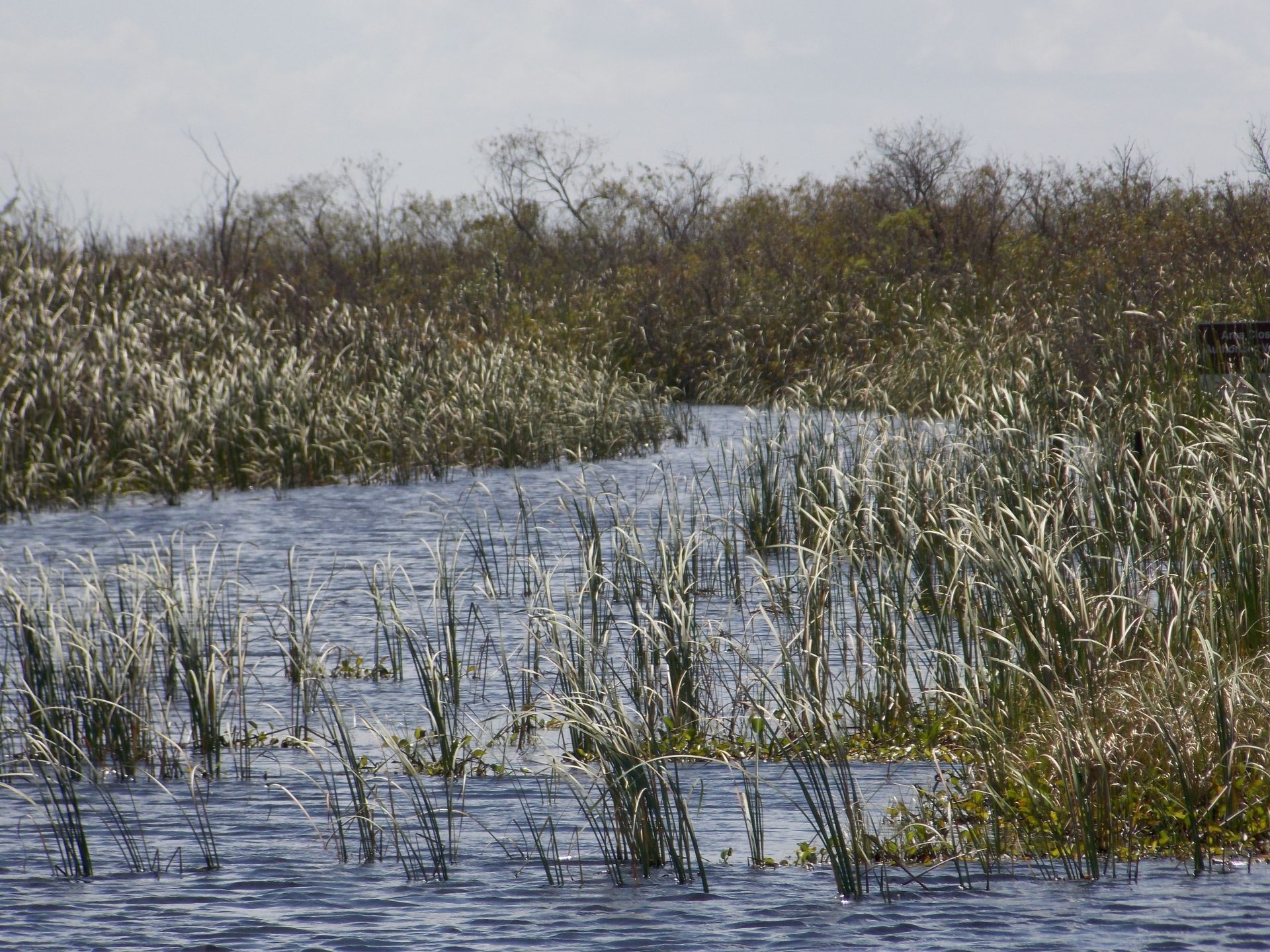Umweltschützer liefern sich ein Wettrennen gegen die Zeit, um die Wanderung des Alligators Alcatraz in Florida zu stoppen.