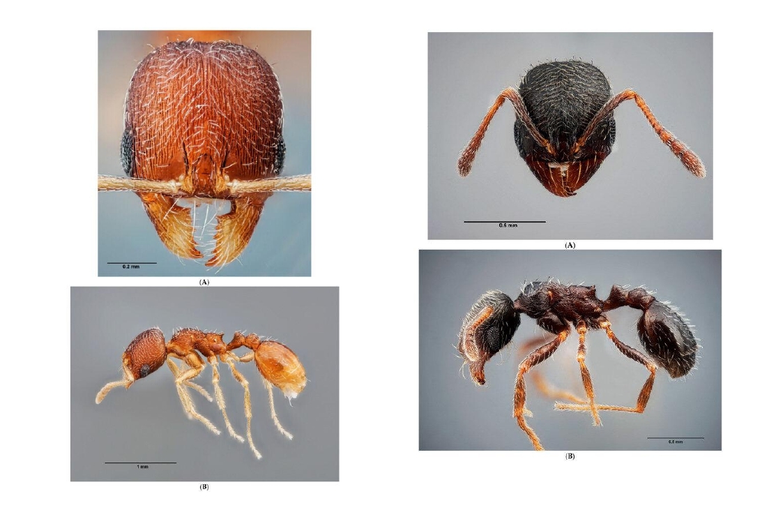 Un investigador de Córdoba identifica dos nuevas especies de hormigas en España