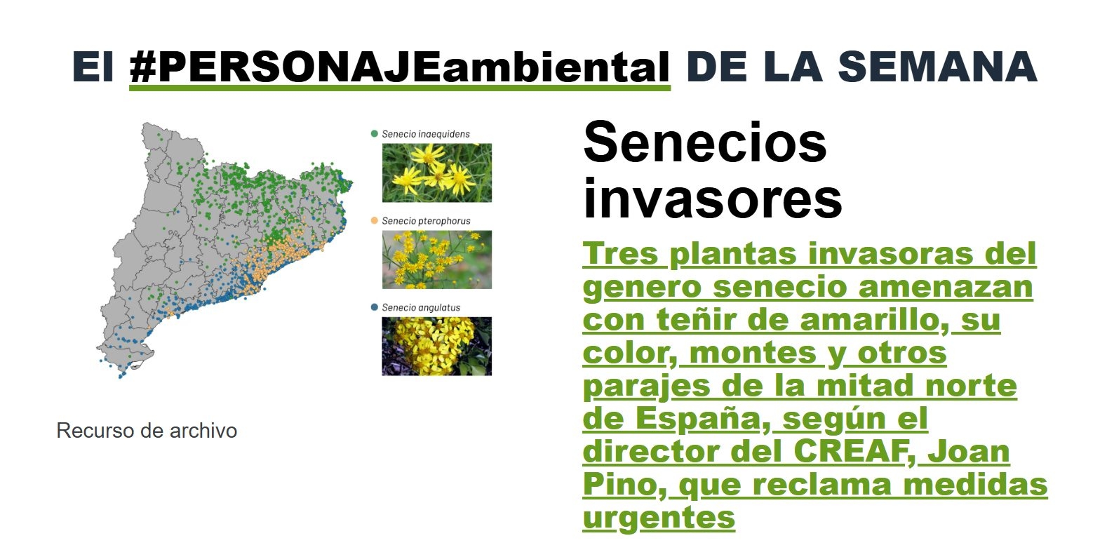 Tres especies del género Senecio,  el #PersonajeAmbiental de la semana en Planeta Sostenible
