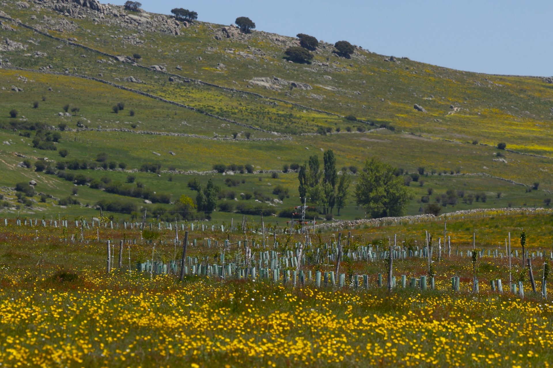 Life Terra sadzi ponad 1,5 miliona drzew, aby przywrócić Europie kontakt z naturą