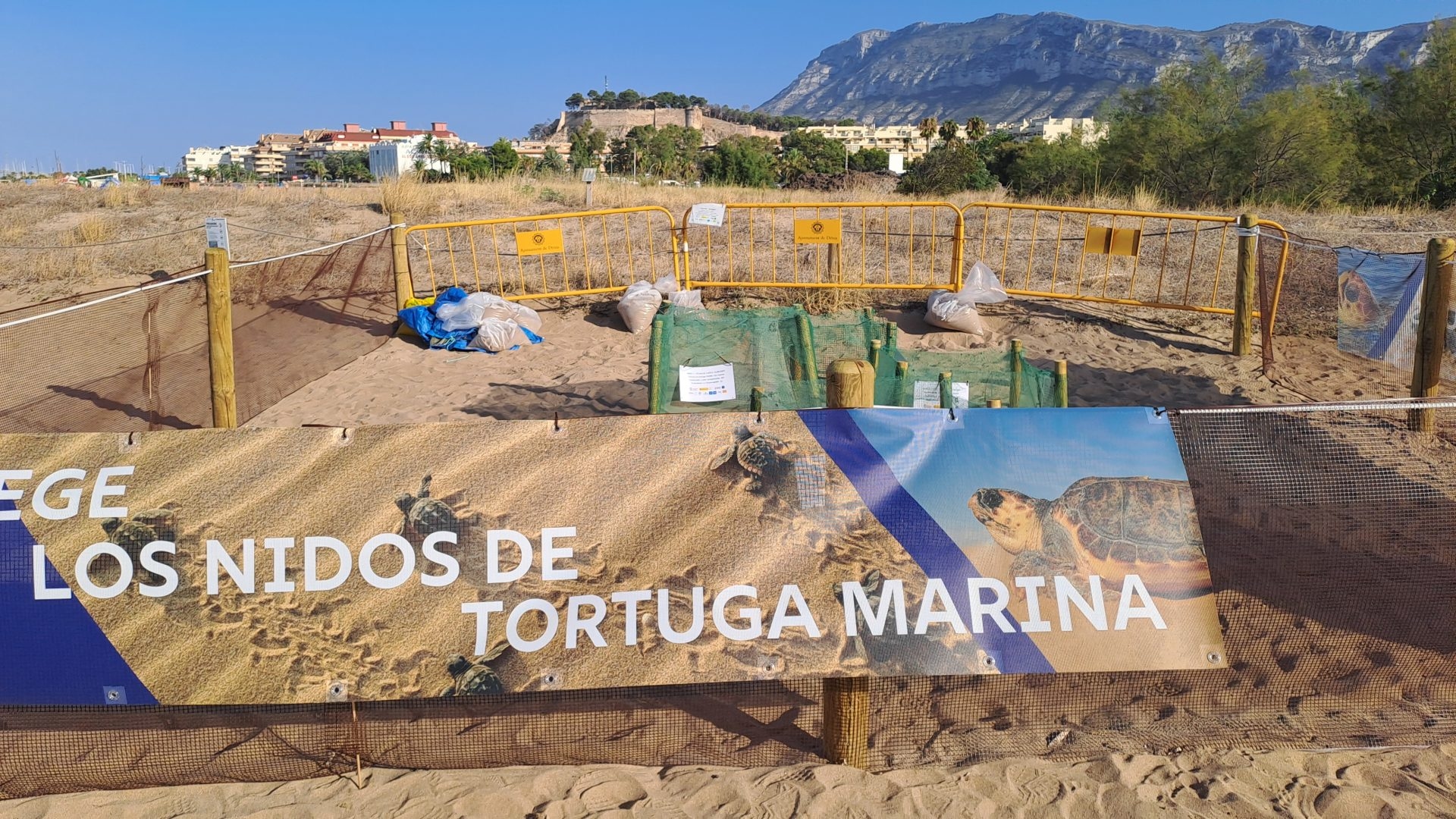 Volunteers to monitor Diana the turtle's nests
