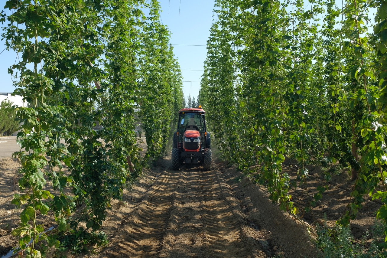 Zal de opwarming van de aarde de smaak van bier veranderen?