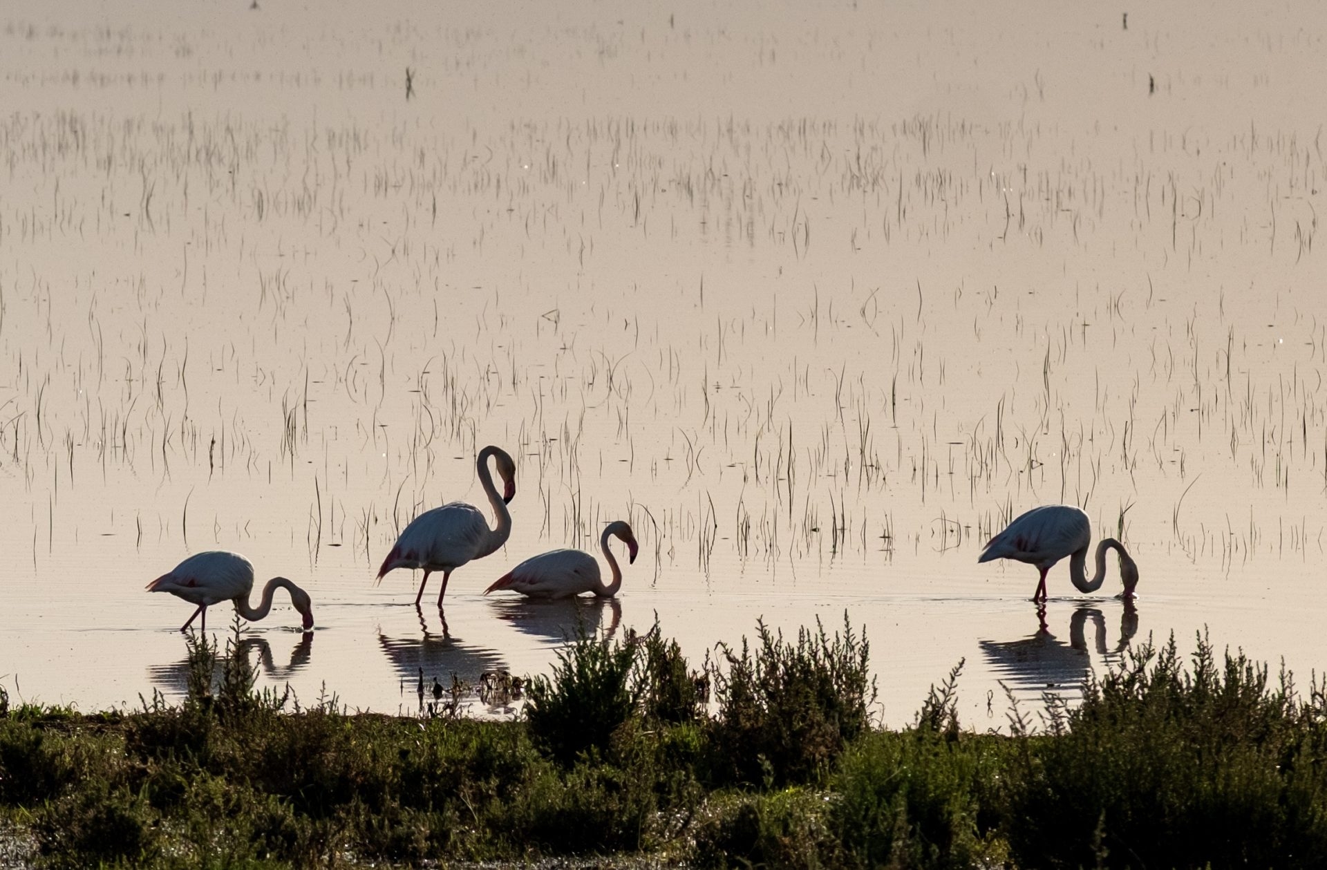 SEO/BirdLife считает, что предупреждение ЮНЕСКО «не оставляет места для сомнений: Доньяна находится на грани экологического коллапса».