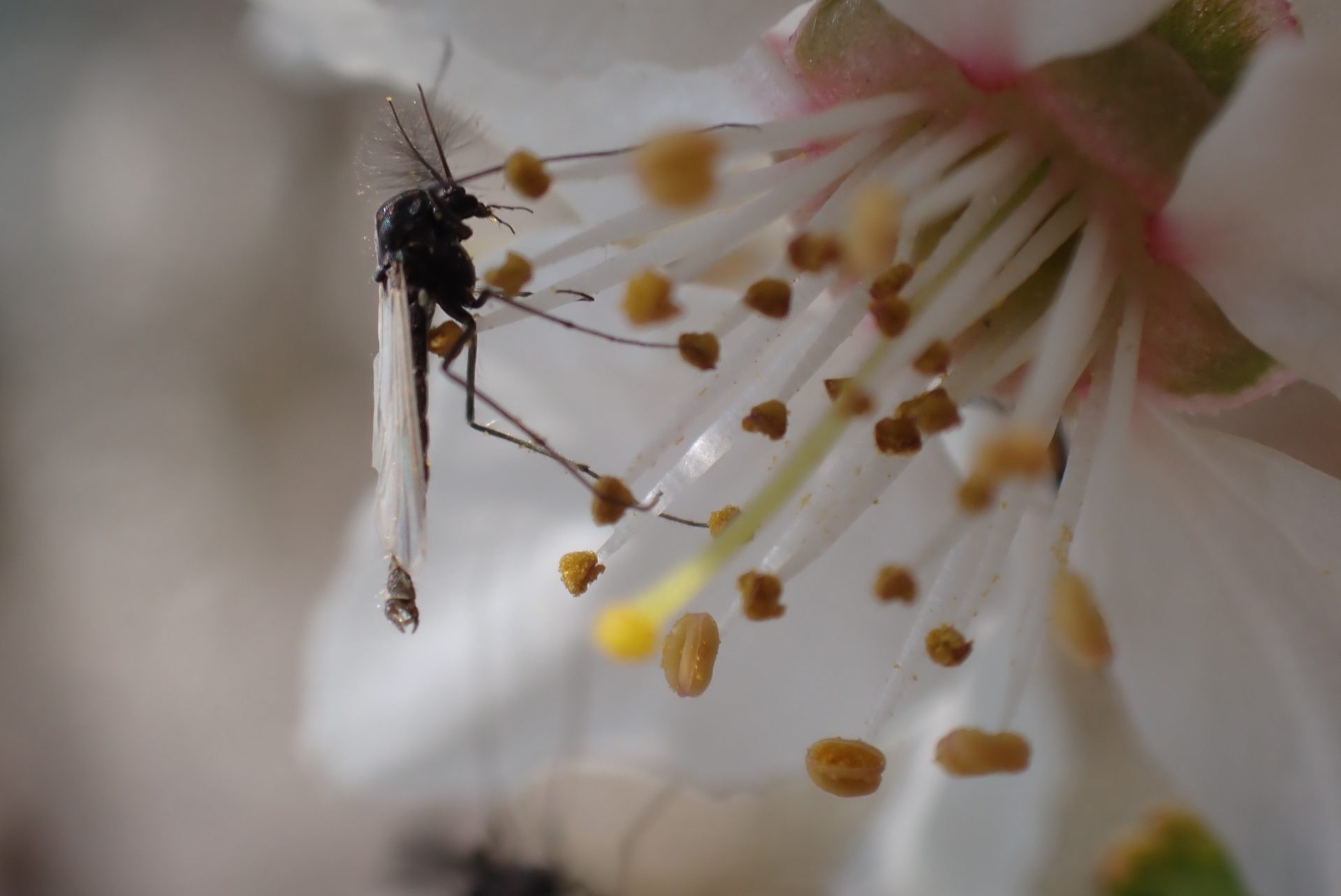 Climate change is reducing the size and survival of aquatic insects, according to a study.