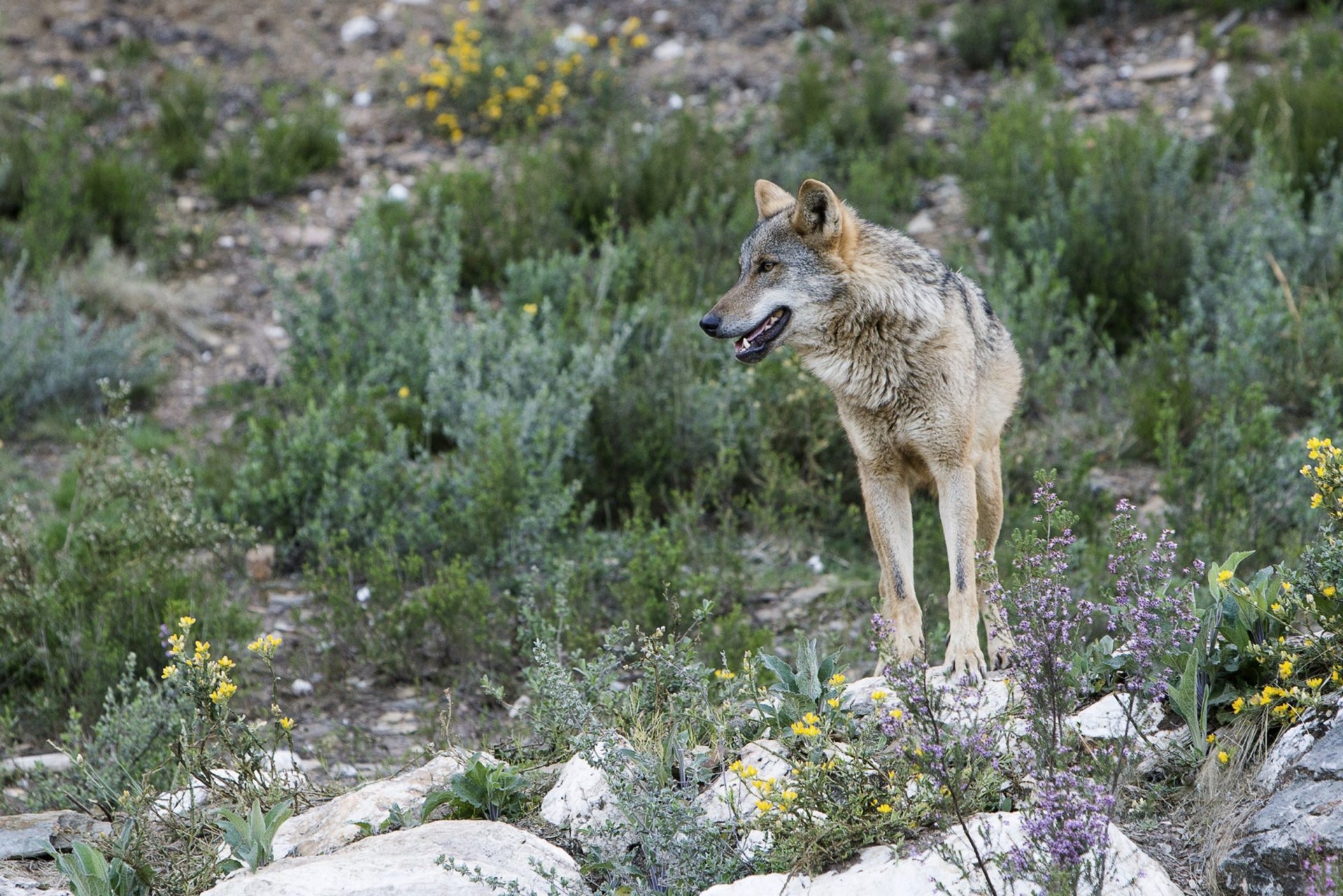 Die galizischen Gerichte haben die Wolfsjagd in der Region für die Saison 2025/26 vorläufig ausgesetzt.
