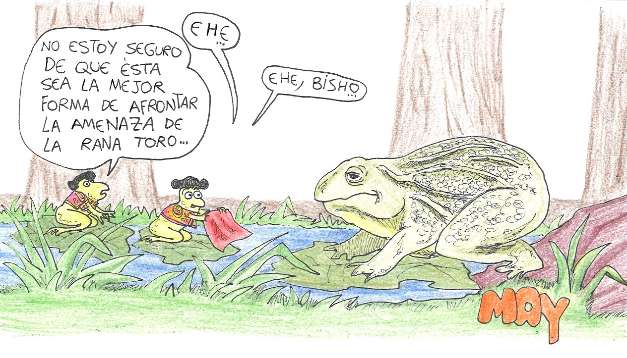 Zagrożenie żabą byczą. Do (*) maja