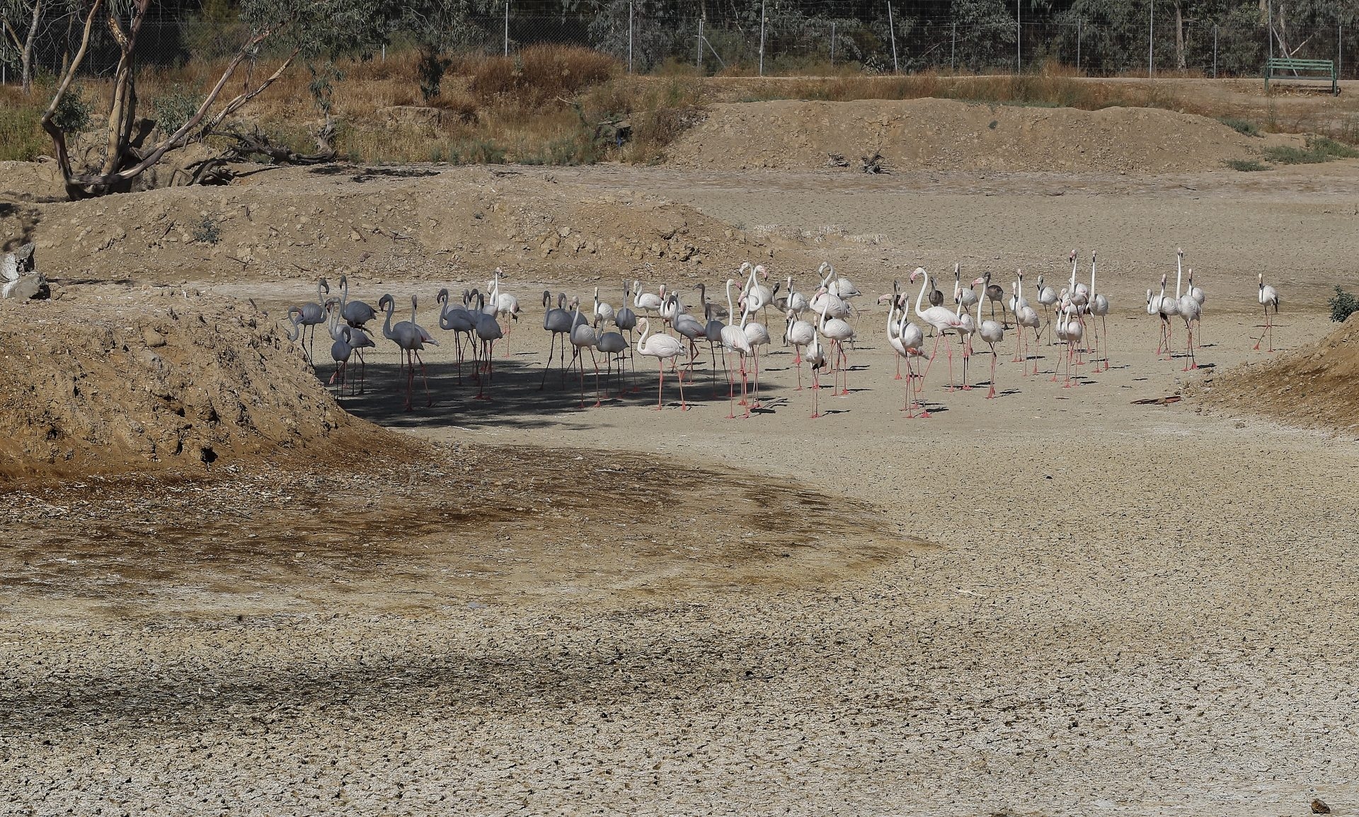 UNESCO pede melhorias no aquífero de Doñana para evitar a inclusão na Lista do Patrimônio Mundial em Perigo