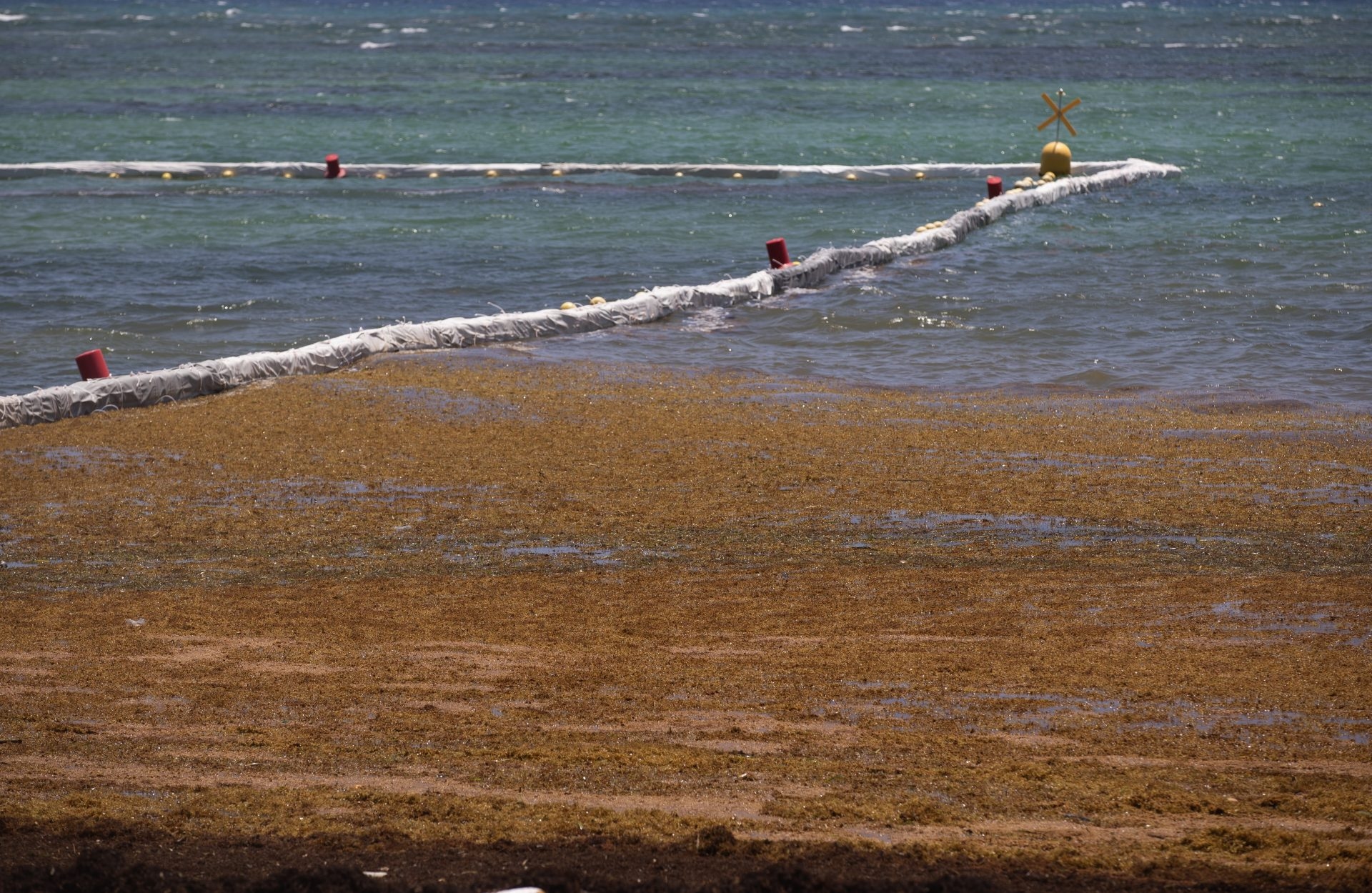 Nieustająca walka Dominikany o oczyszczenie słynnych plaż z sargassum