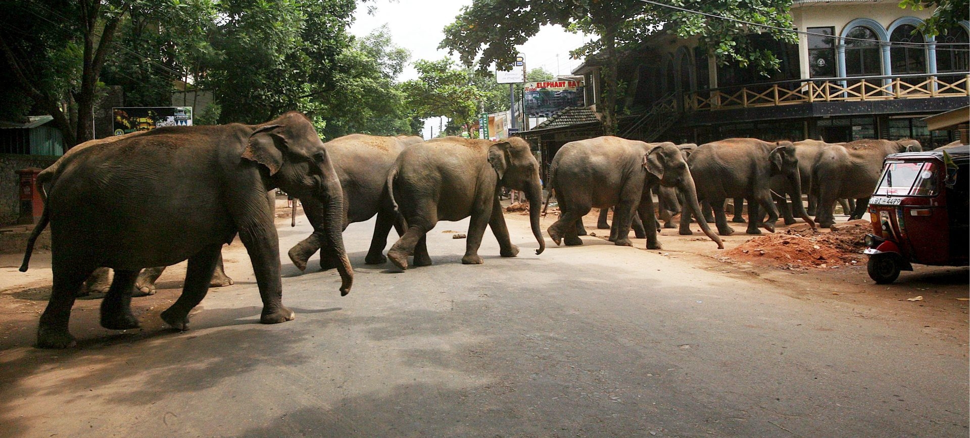Sri Lanka onderzoekt nieuwe piek in olifantensterfte na vrijlating beschermde kalveren