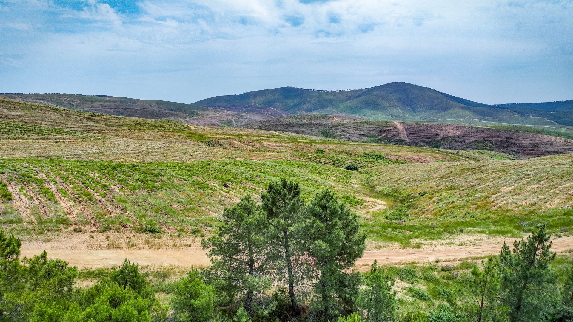 Bosque Uría, projekt ponownego zalesiania, który pozwoli na wychwycenie ponad 70 000 ton CO2