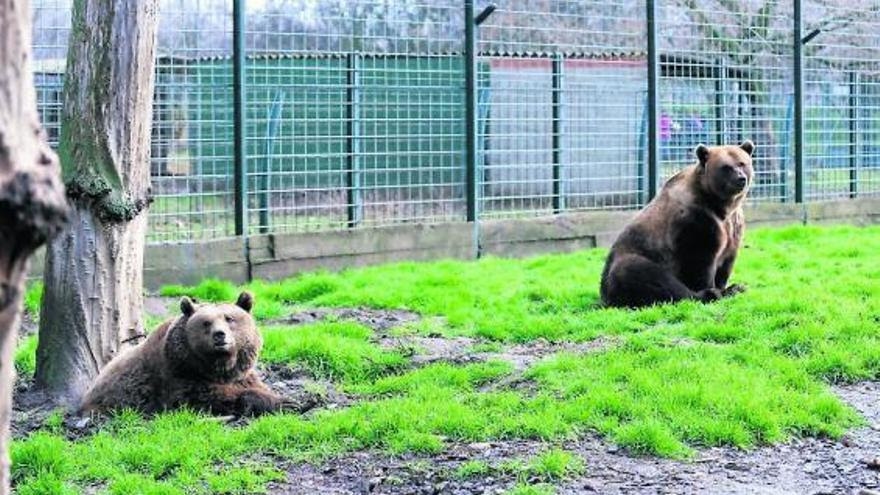 Gli orsi più famosi di León saranno trasferiti in un santuario in Germania dopo 33 anni di cattività.