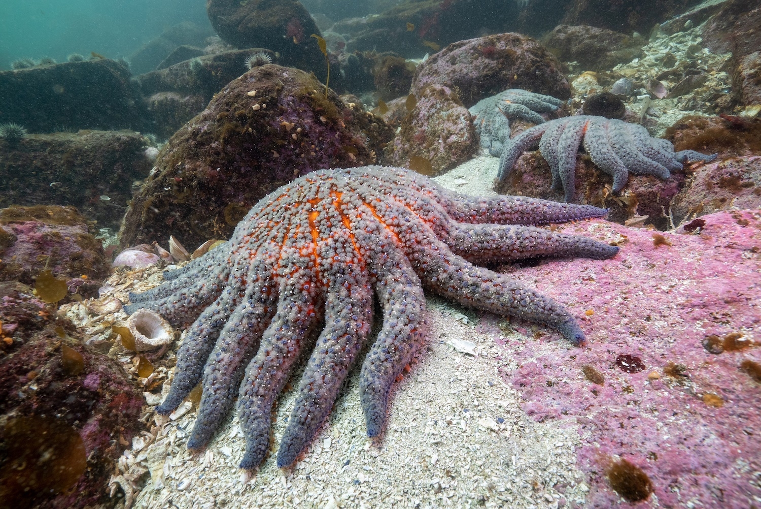 Identificati i batteri responsabili della decimazione delle stelle marine nel Nord America