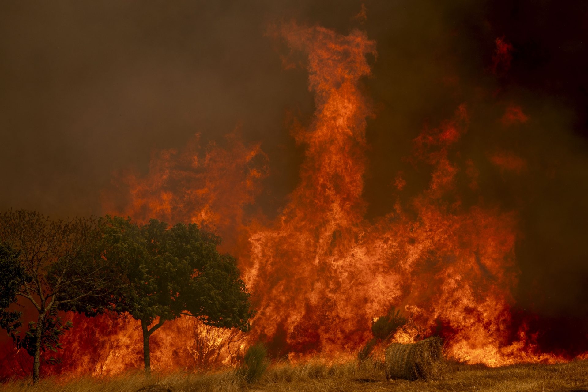 "Lettera aperta: il falso dibattito su ambientalismo e incendi". Di Mar González e Joserra Becerra (co-portavoce di Verdes Equo)