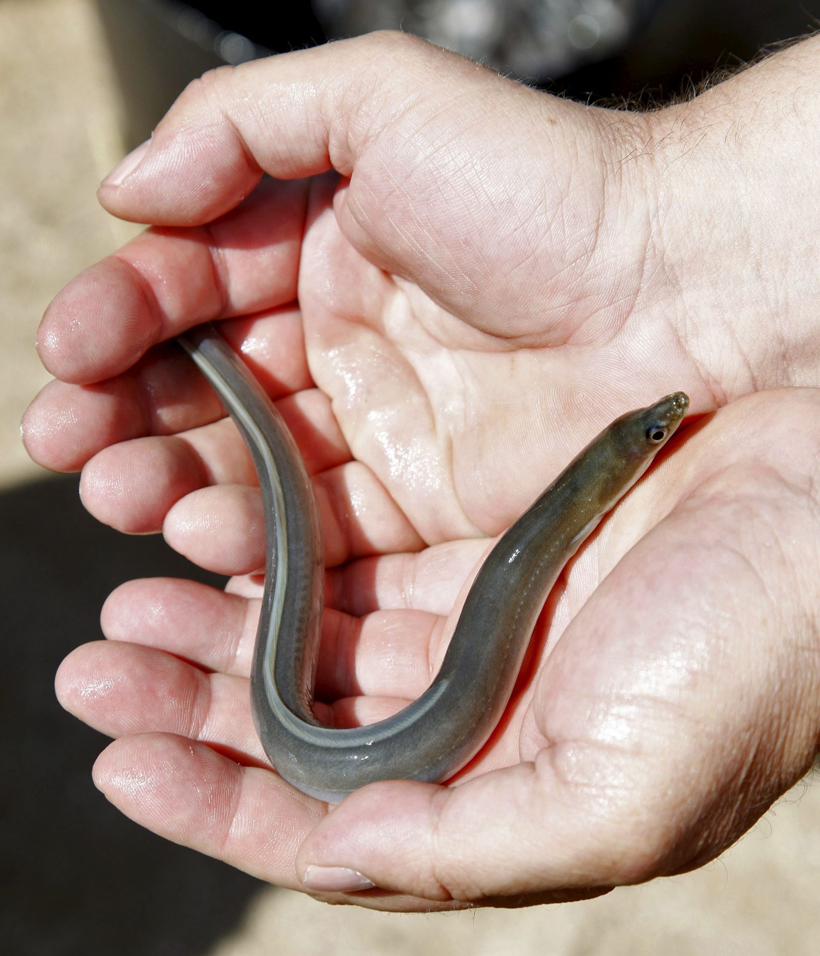 A enguia, à beira da extinção devido à sua escassez e ao seu estatuto de “iguaria” de alto preço