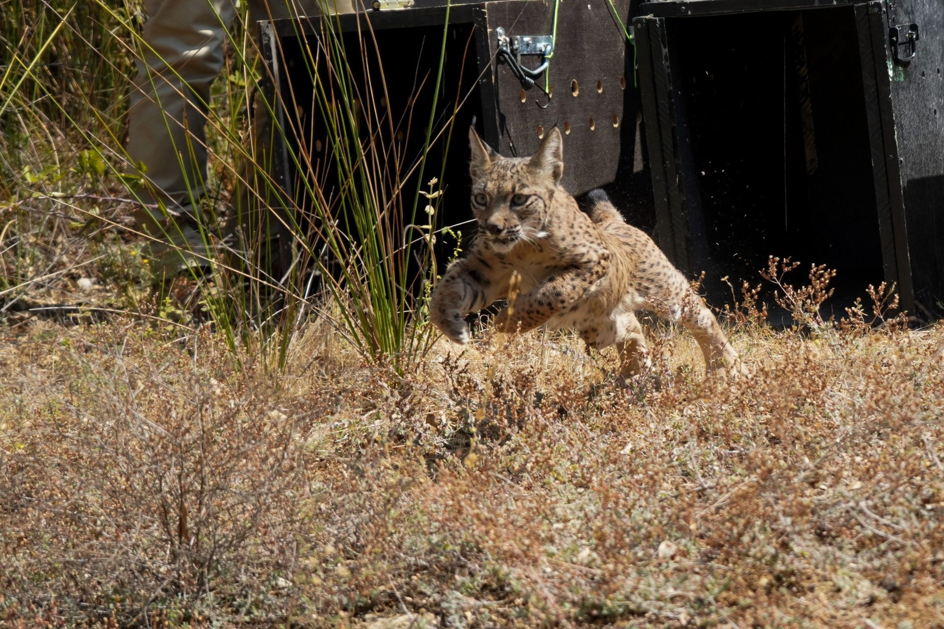 Quattro cuccioli di lince iberica e la loro madre adottiva sono i nuovi residenti di Monfragüe.