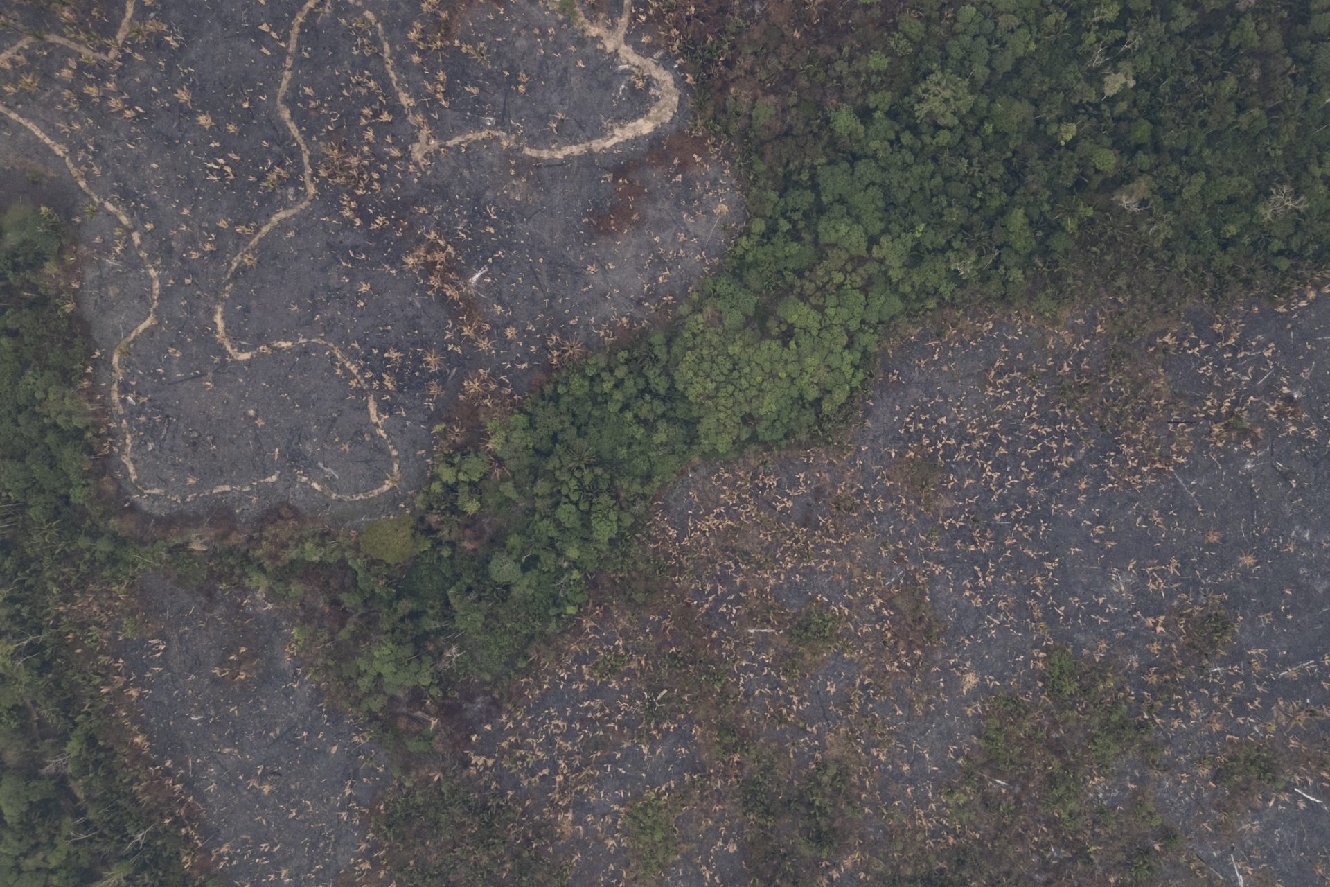 Brussels calls for a delay of another year in the implementation of the European law against imported deforestation.