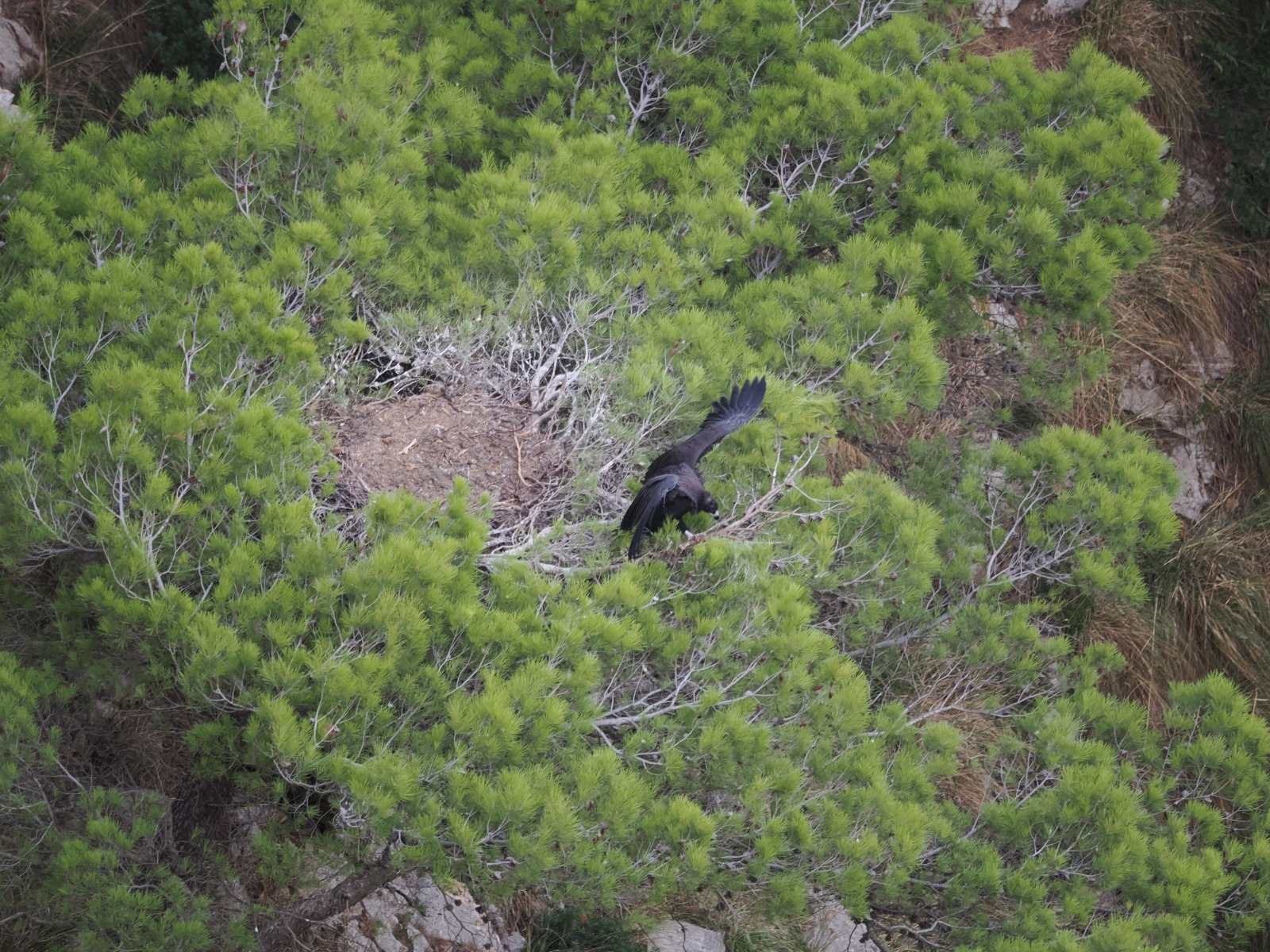 The first black vulture nest outside the Serra de Tramuntana has been discovered in Mallorca.