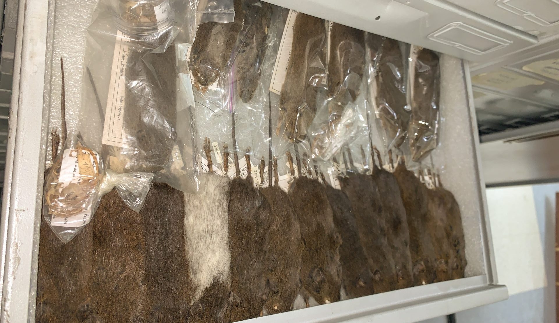 South America has 141 mammal collections, a scientific treasure, with more than 746,000 catalogued specimens.