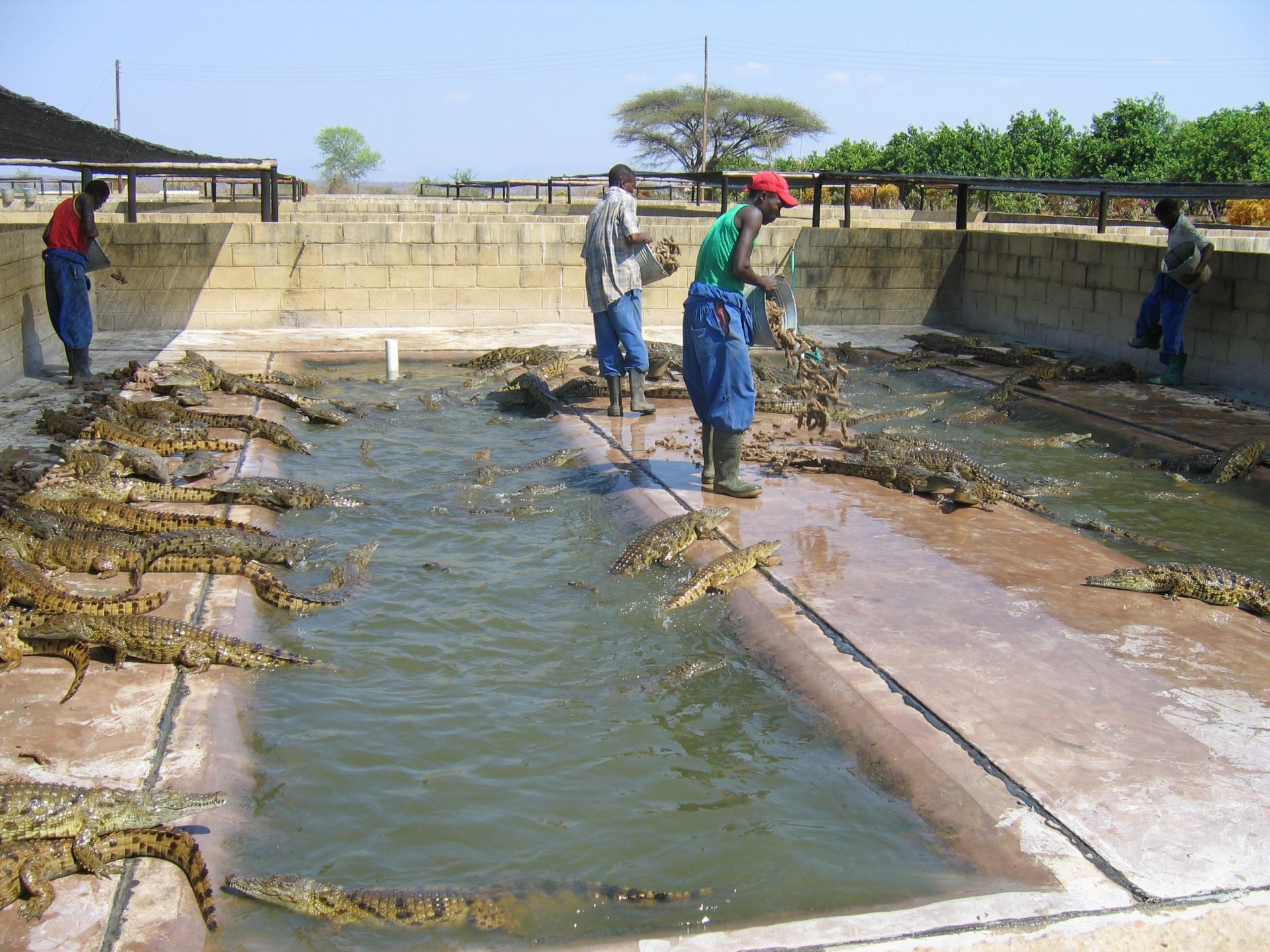 Crocodile farming, an industry struggling to survive in Zimbabwe