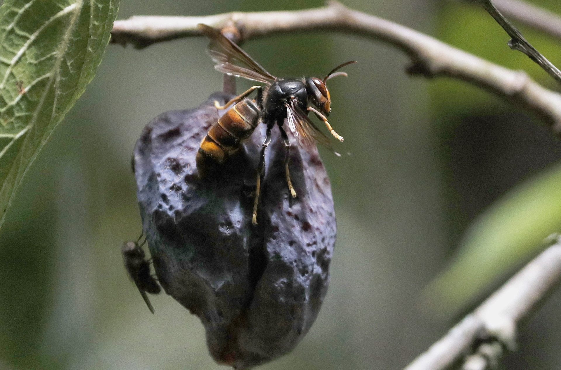Asya yaban arısı, İspanya'da yayılmaya devam eden istilacı bir türdür.
