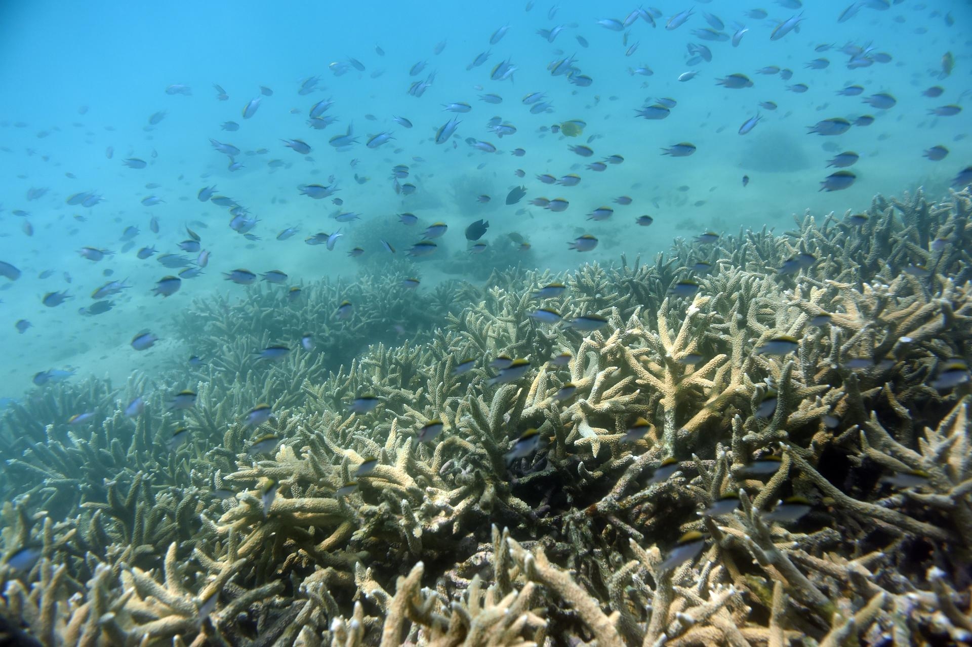 Recifes de coral, o primeiro ecossistema à beira do colapso devido ao aquecimento global