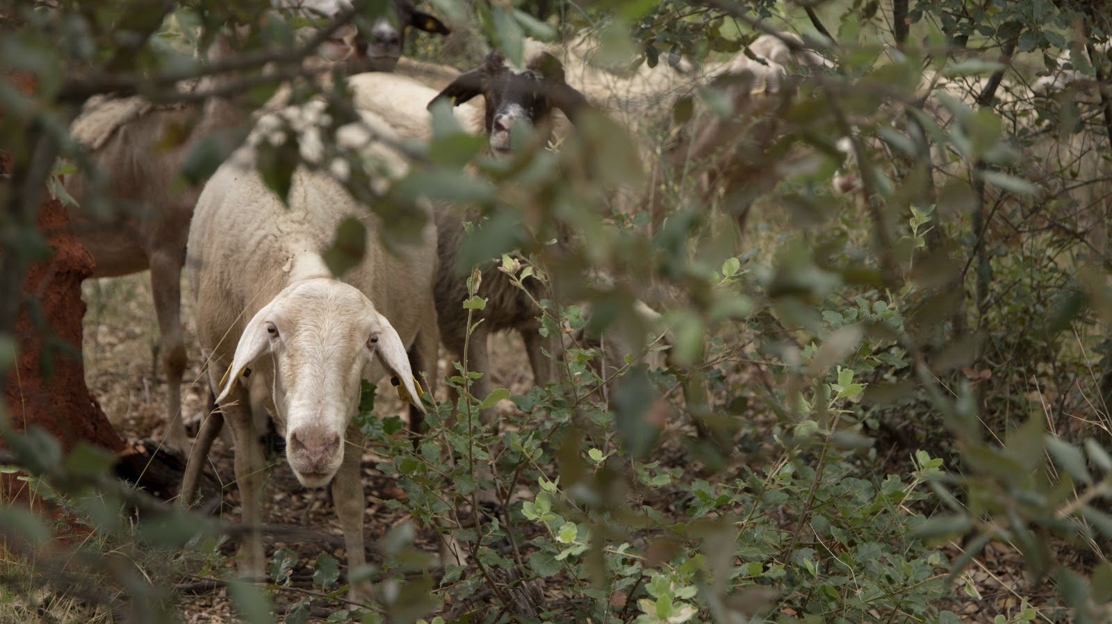 Eles lançam a primeira conserva feita com cordeiro de rebanhos que previnem incêndios.
