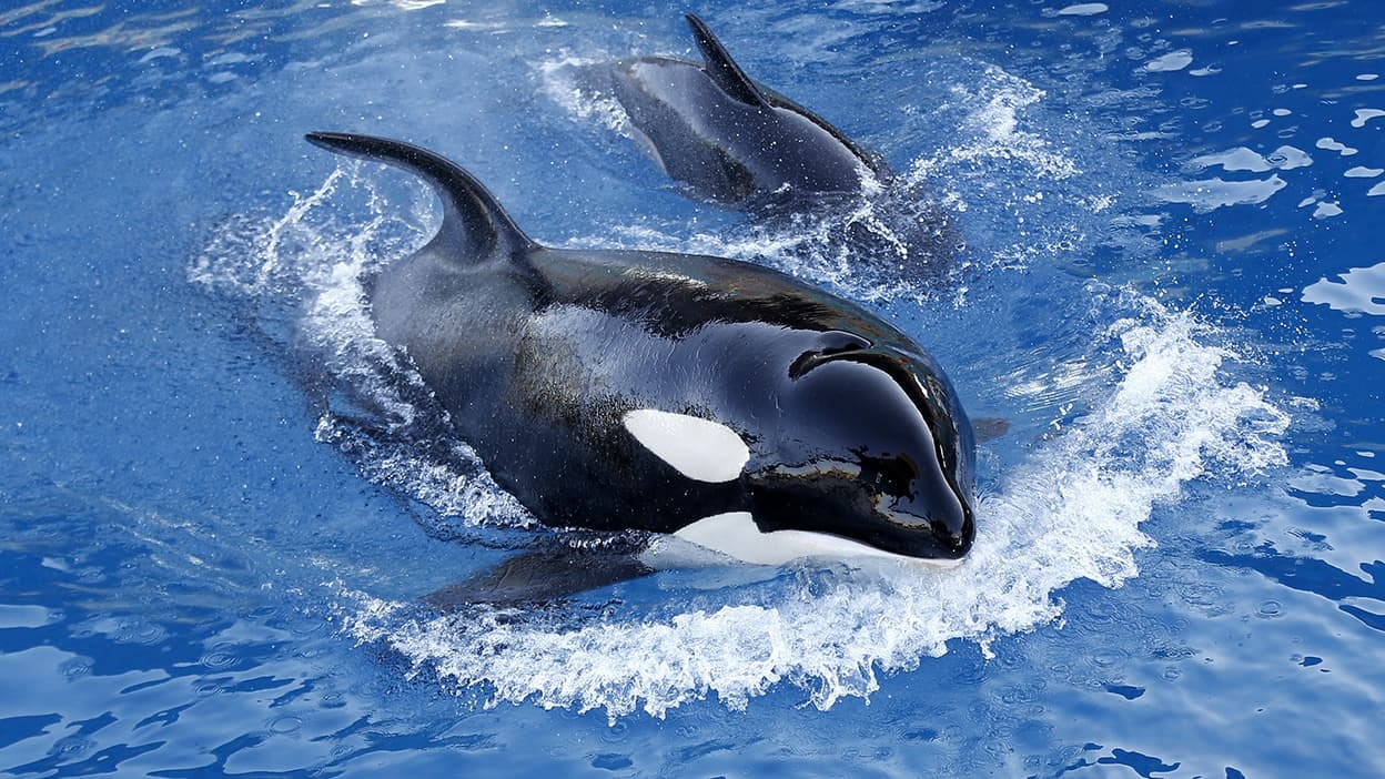 „Ein totales Regulierungsvakuum“: John Reilly, CEO von Marineland, ist wütend auf die Regierung