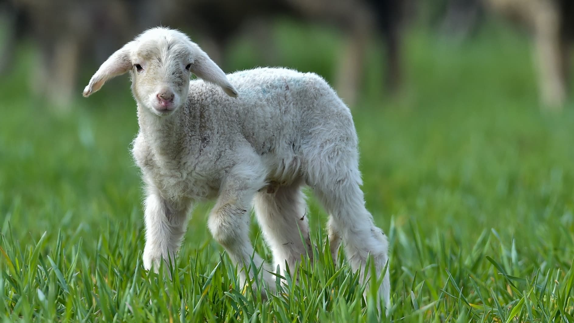 “A brutal shock”: a Tarn farmer loses 3,000 lambs in one night due to a ventilation failure