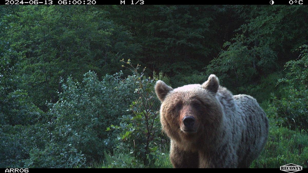 Pastoralism in the Pyrenees: “Living with the living means living with uncertainty, the bear is the standard-bearer of this idea”