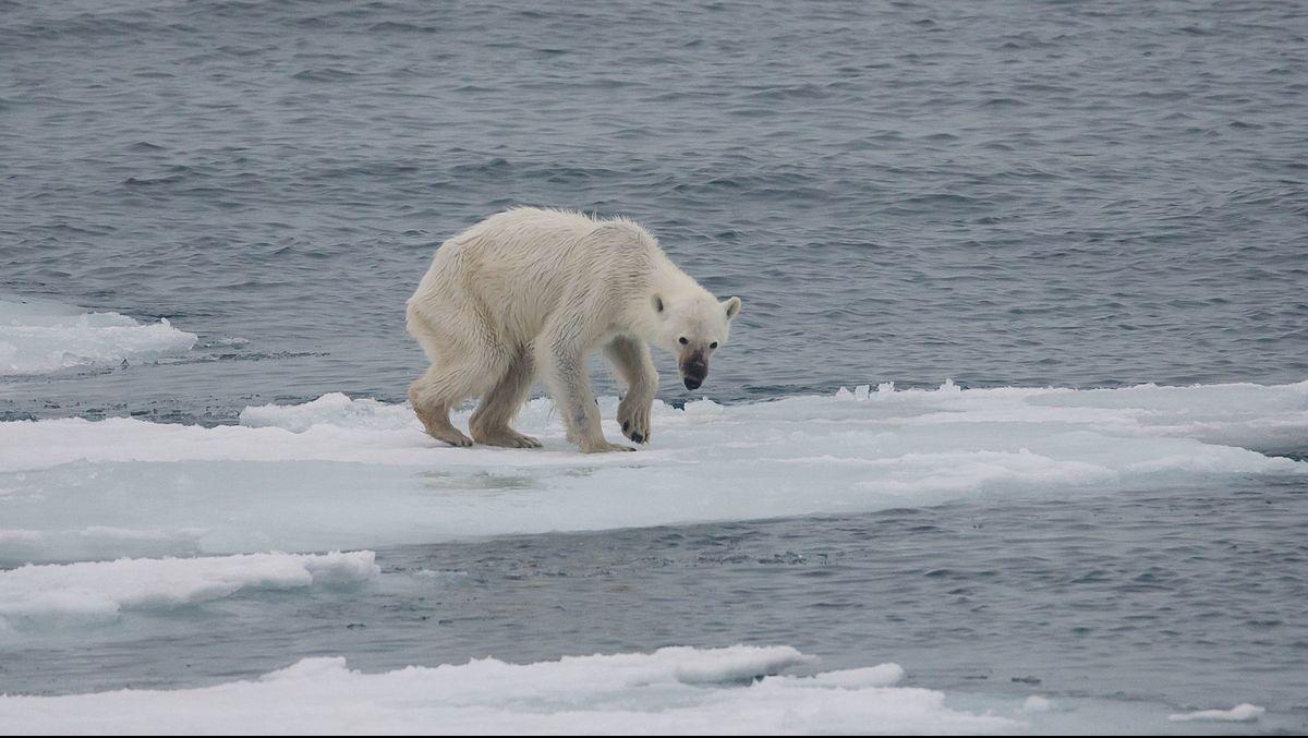 Video. Día Mundial de las Especies en Peligro de Extinción: Una historia de compromiso con la biodiversidad