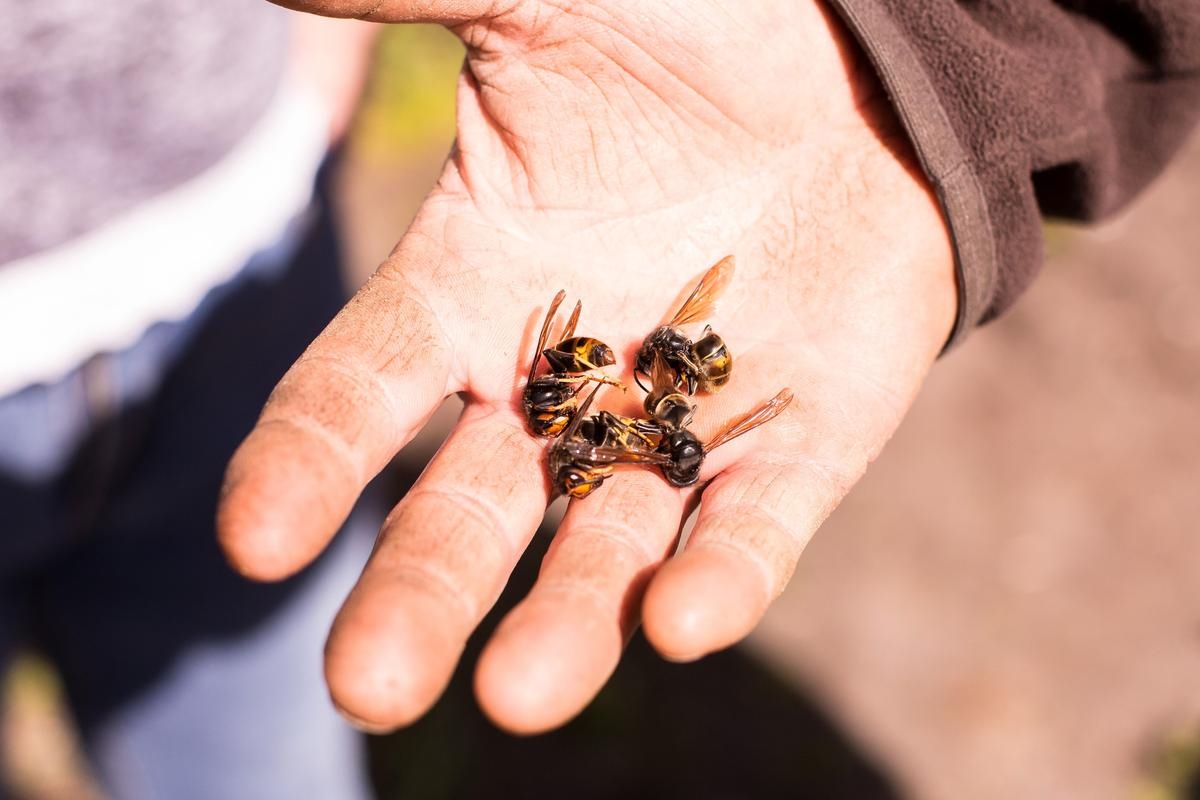 Pays Royannais: “The period for trapping Asian hornets is over!”